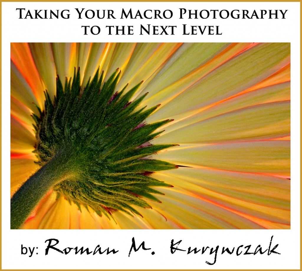 Taking Your Macro Photography to the Next Level