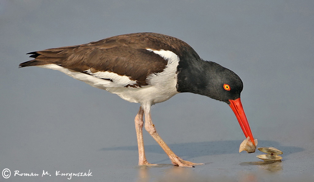 Oystercatcher with Clam