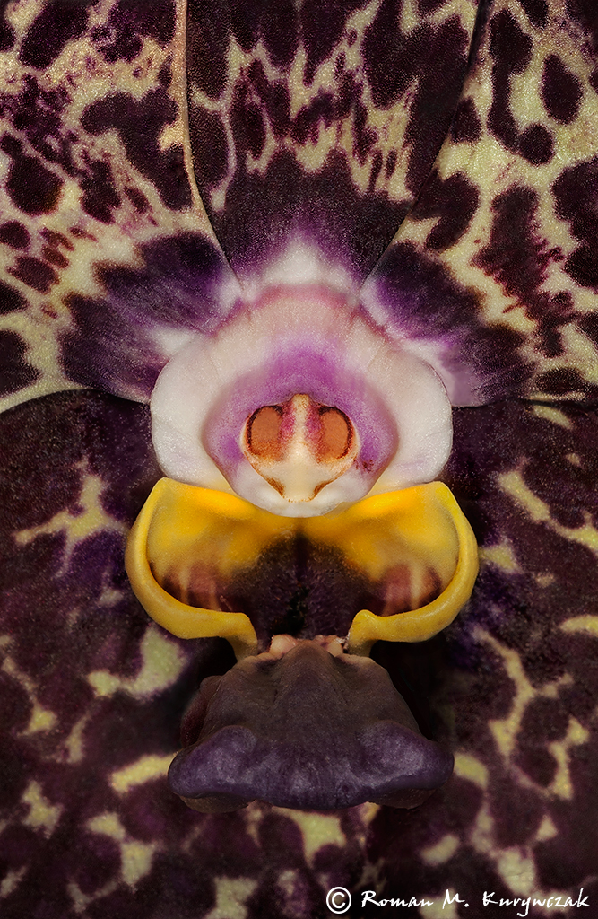 Alien Orchid