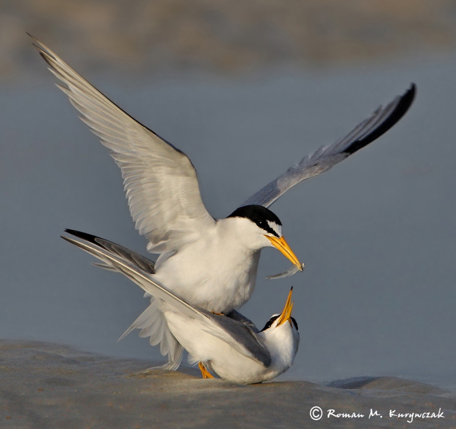 Courting Terns » Roamin' with Roman Photo Tours