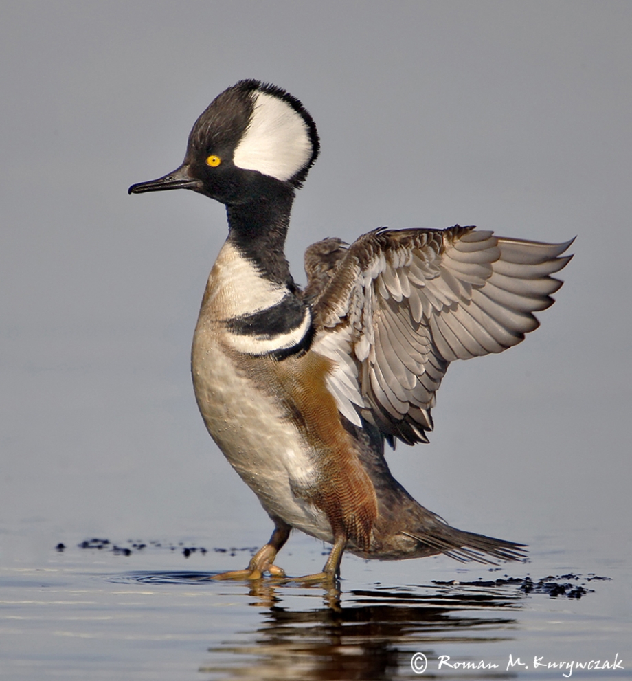 Hooded Merganser » Roamin' with Roman Photo Tours